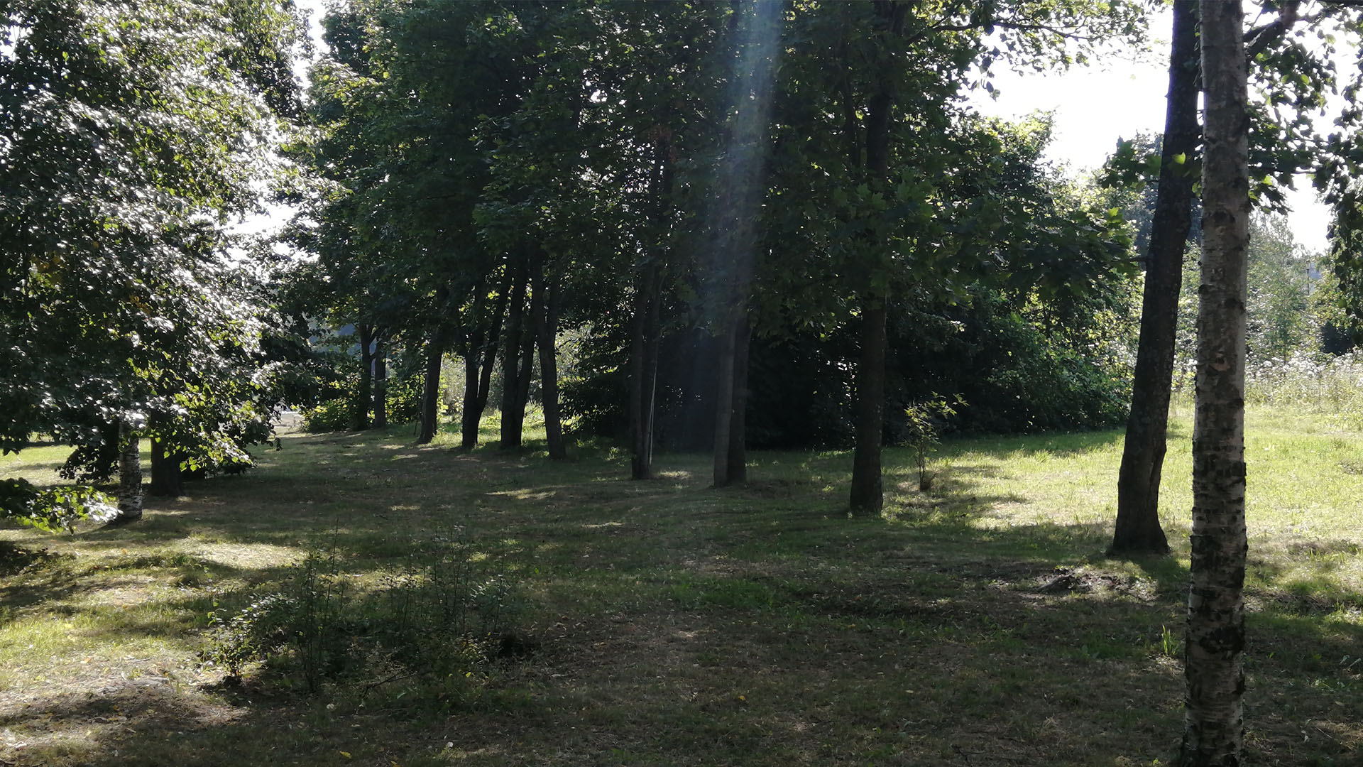 Деревья различных пород в парковой зоне.
