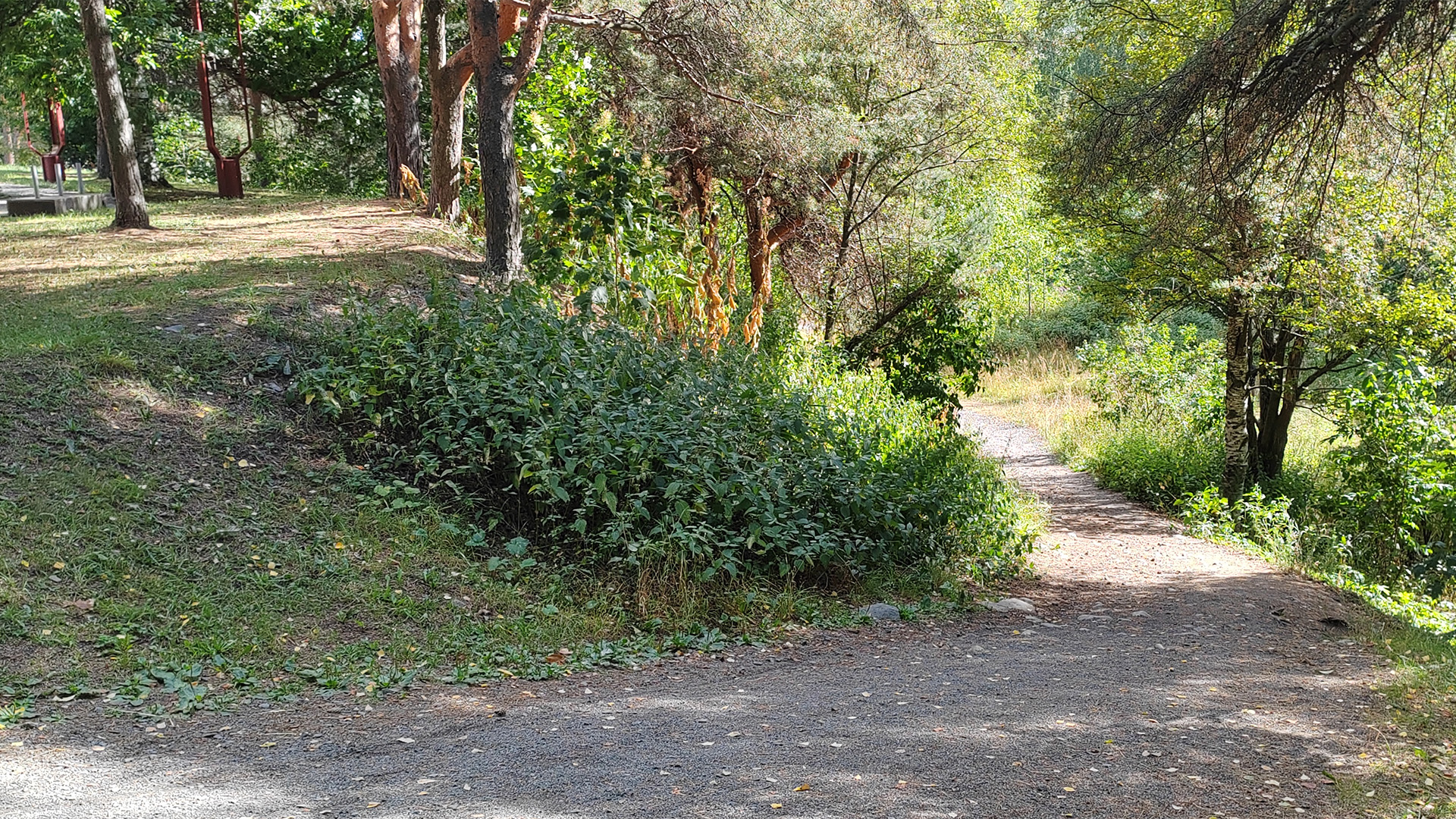 Спуск «Буревестник» Пешеходная тропа с грунтовым покрытием ведущая вниз среди густых зарослей деревьев и кустарников.